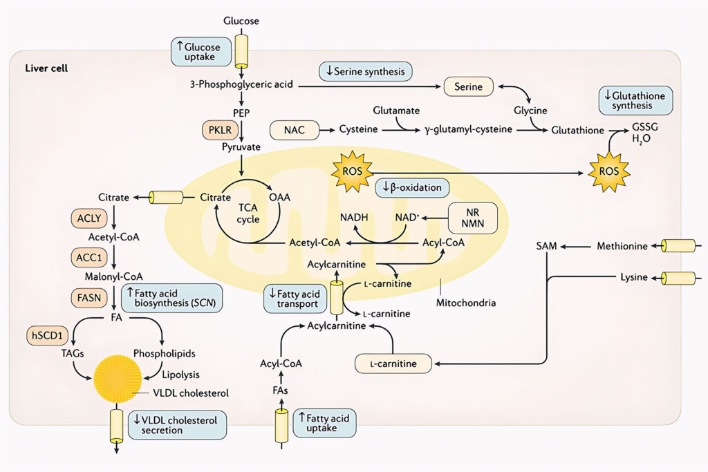 Liver Cell ScandiBio